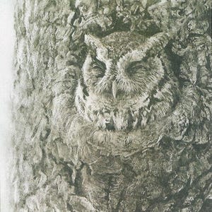 Robert Bateman &quot; Screech Owl In Apple Tree &quot; Limited Edition Etching Signed Numbered Art Rare Original Lithograph Hand Coloured Wildlife Owl