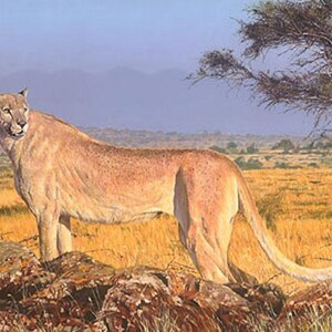 Peut inclure: Peinture d'un couguar dans un paysage de savane. Le couguar, au pelage beige, se tient sur des rochers. L'arrière-plan présente de l'herbe sèche, un arbre et un ciel bleu avec des montagnes au loin. L'œuvre évoque la nature sauvage africaine.