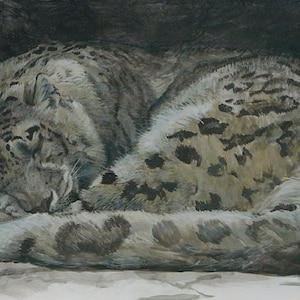 Robert Bateman Sleeping Snow Leopard Collectible Print Limited Edition Signed & Numbered art Fur Coat Blotchy Pattern Perfect Camouflage