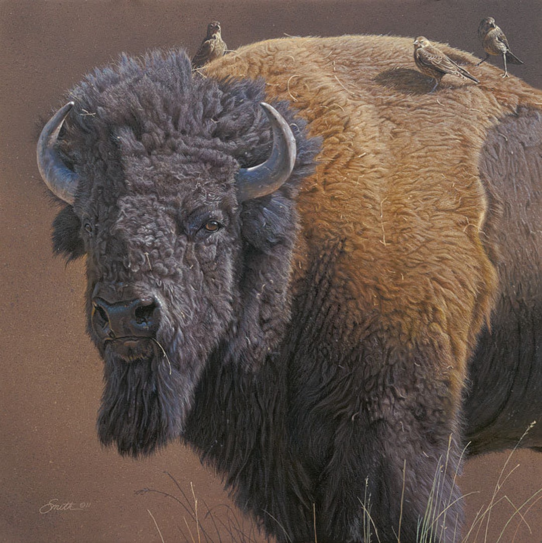 DANIEL SMITH "cowbird Companions" Bison Limited Edition 75 Signed ...