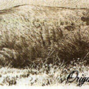 May include: Sepia-toned lithograph of a large pig lying in tall grass. The pig is depicted in a relaxed pose, with its head resting on the ground. The text "Original Lithograph" is written in cursive at the bottom right.