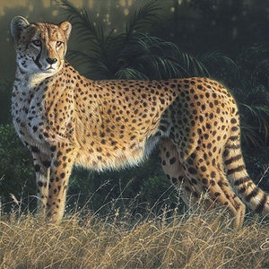 May include: A painting of a cheetah in a natural habitat. The cheetah's coat is tan with black spots, and it stands in long grass. The background shows green foliage and a soft, diffused light.