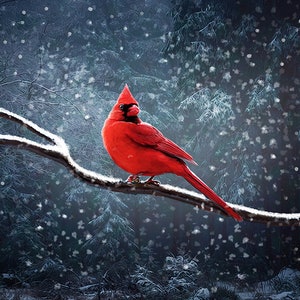 DAVID GRANT &quot; Winter Cardinal &quot; New Release January 2022 Open Edition CANVAS Highly Collected Artist Red Bird Snowy Branch Winter Memories