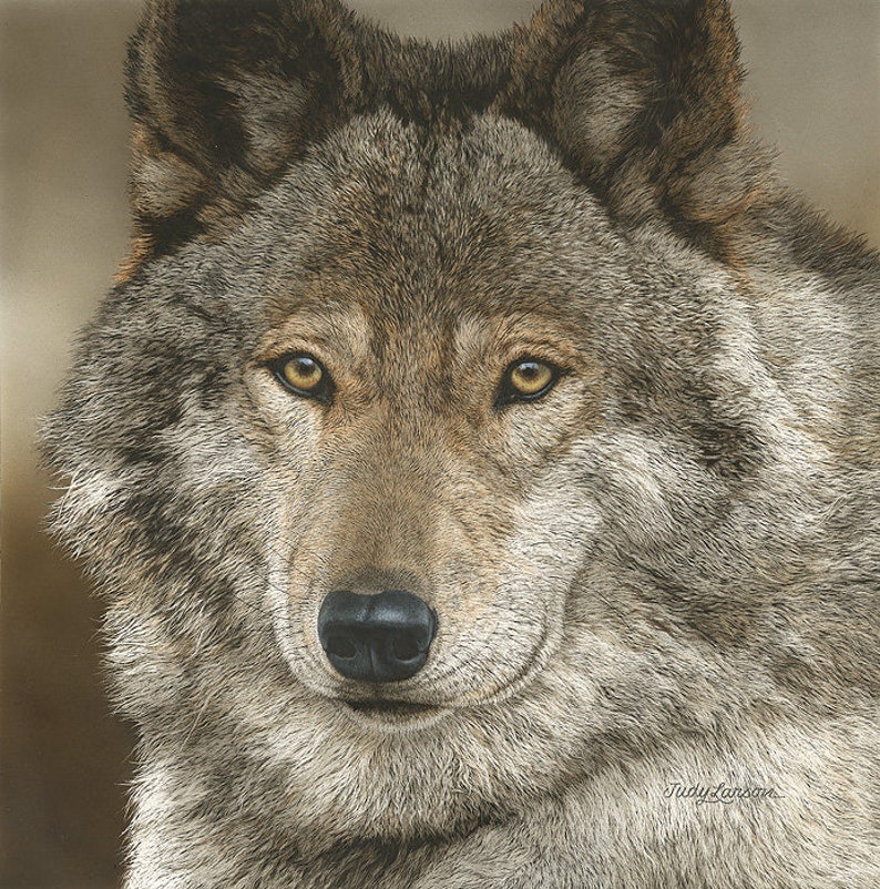 May include: A detailed portrait of a wolf's face, showcasing its intense yellow eyes and textured gray and brown fur. The artwork captures the animal's focused gaze and the intricate details of its features.
