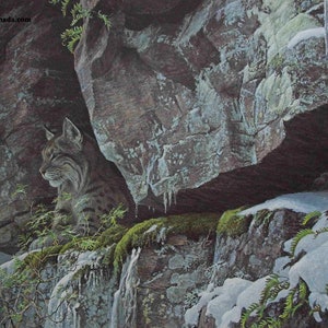 May include: A detailed painting of a bobcat resting in a rocky, snow-covered environment. The bobcat is in profile, with its striped fur and attentive gaze visible. The scene includes icicles, moss, and ferns, creating a naturalistic winter landscape.