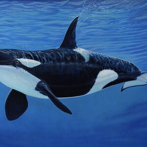 Pode incluir: Pintura de uma orca nadando debaixo d'água em um oceano azul. A baleia é preta e branca, com uma barbatana dorsal distinta. Bolhas sobem do orifício respiratório da baleia. A pintura é assinada no canto inferior direito.