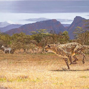 Guy Combes "Tango" Limited Edition Numrerad Canvas Gepard Heminredning Snabbaste Landdjuret I Rörelse Stor Katt Väggkonst Sällsynt och Samlarobjekt