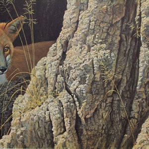 Robert Bateman &quot; Curious Glance Red Fox &quot; Print Limited Edition Signed & Numbered of 950 Collectible Rare OOAK Wildlife Tree Hidden