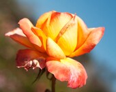 rose art, 8x8, flower art, nature photography, square, botanical print, home decor, orange, yellow, Floral Art, Cottage chic, Nursery Decor