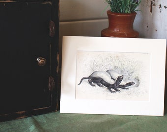 Antique Print of The Honey Rattle, Mounted Print 1840, Fine Art Print, Antique Bookplate