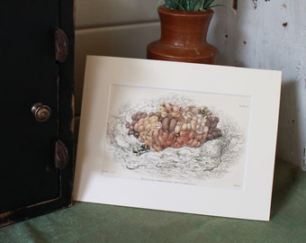 Antique Print of The Humble Bee Nest, Mounted print 1840, Fine Art Print, Antique Bookplate