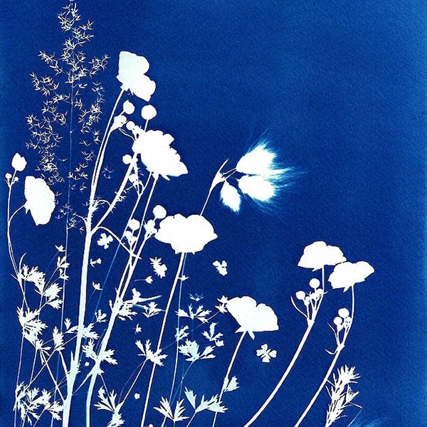 Machair, Hebridean flowers, Scottish Gaelic print, Botanical Print, Cyanotype print, A4, A5, Highlands, Scottish print