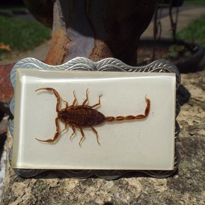 Classic Vintage Unusual Real Scorpion German Silver Belt Buckle