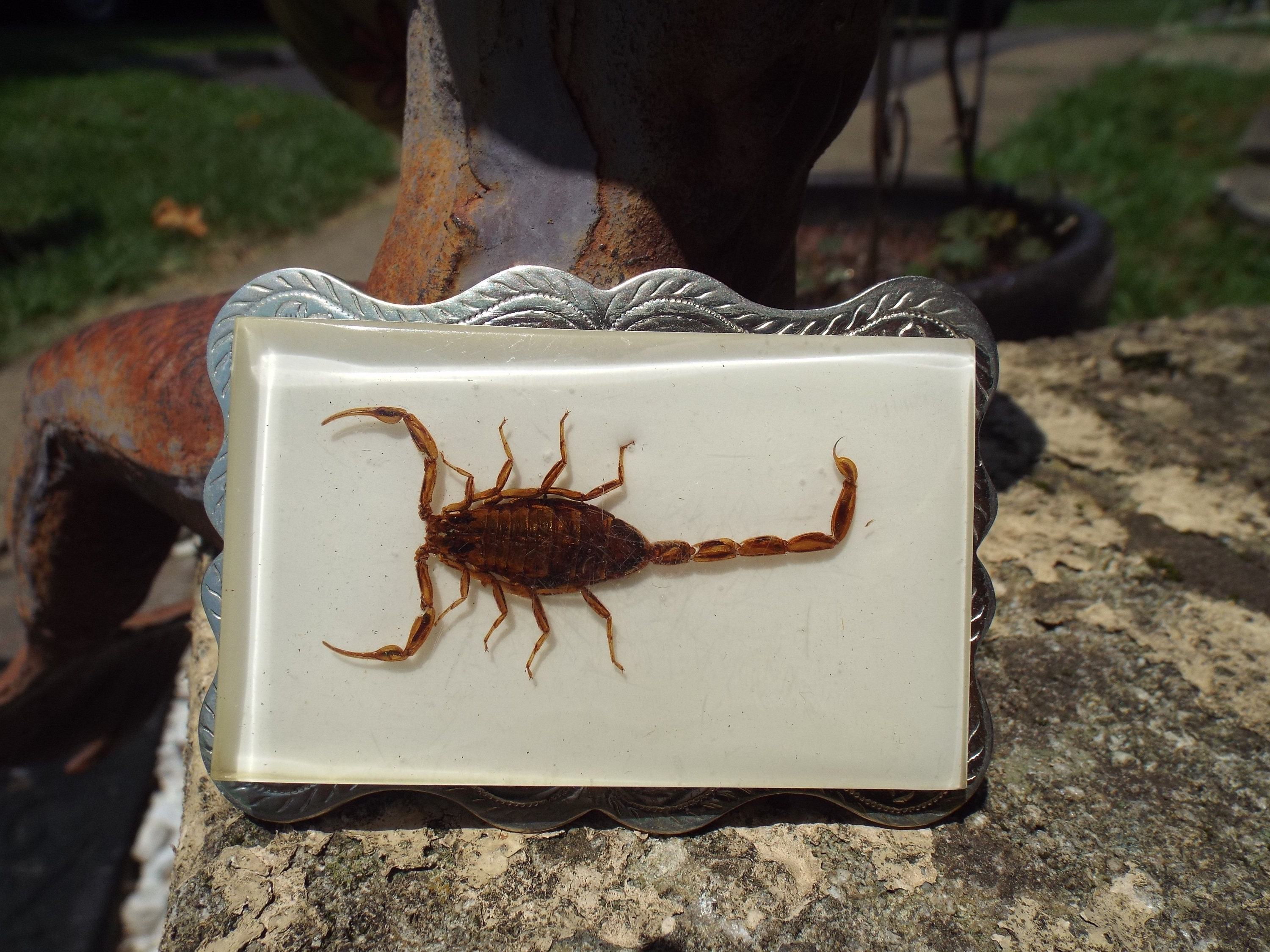 Classic Vintage Unusual Real Scorpion German Silver Belt Buckle - Etsy