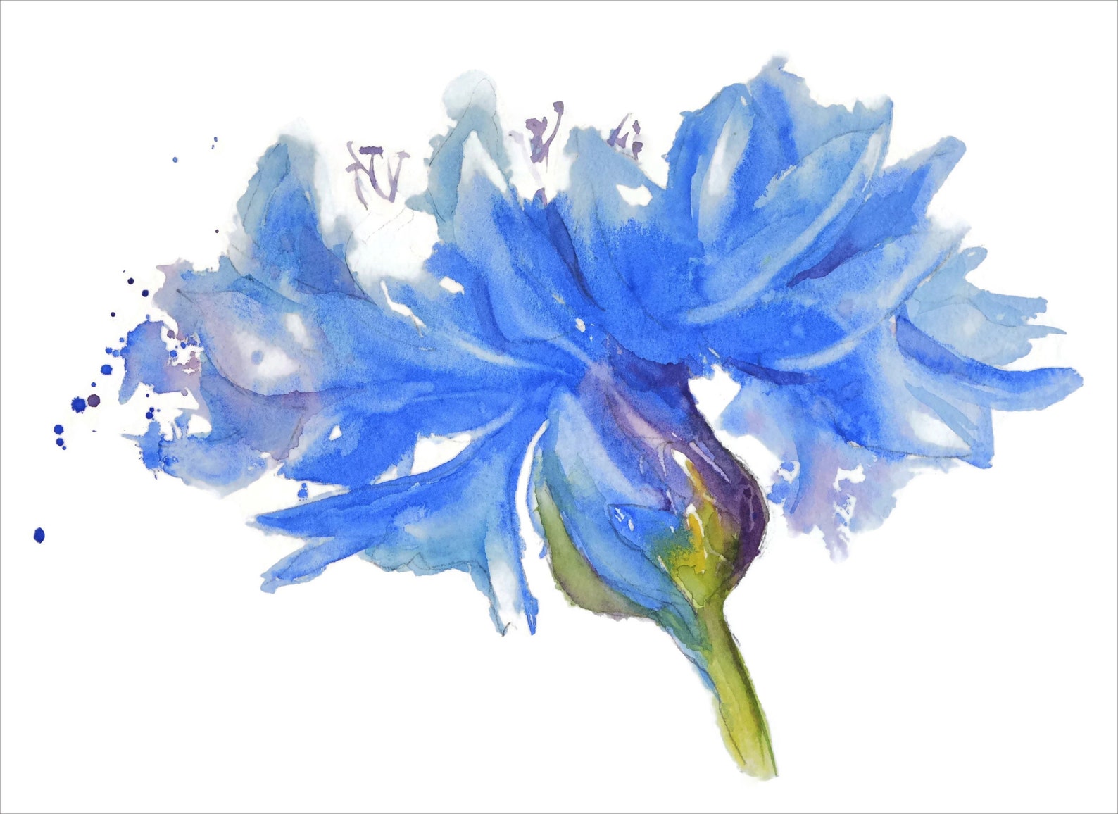 Single Large Flower Blue Floral Art Watercolor Painting Etsy