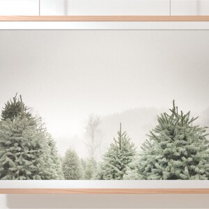 Botanical wall art | Trees and fog | Nature photography | Neutral wall decor | Living room wall art | Office wall art