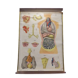 VINTAGE Human Anatomy Antique Wall Chart Medical Poster - Etsy