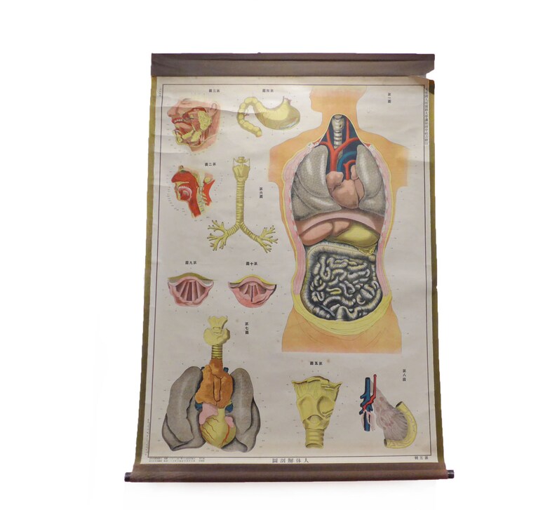 VINTAGE Human Anatomy Antique Wall Chart Medical Poster - Etsy