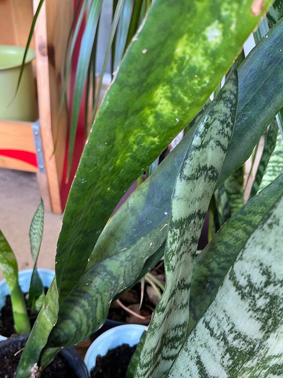 2 Pack Sansevieria Silver Princess Snake Plant Mother in Law Tongue Ships  Bare Root - Etsy