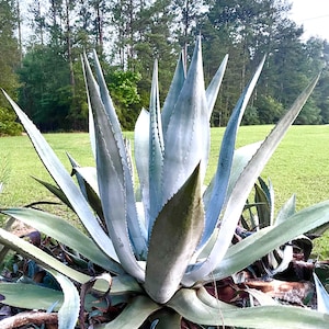 4 to 8 Inch Blue Agave Americana Pup Century Plant Succulent Cactus USA Local