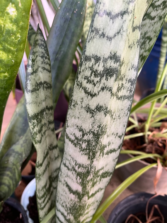Buy 2 Pack Sansevieria Silver Princess Snake Plant Mother in Law Tongue  Ships Bare Root Online in India - Etsy
