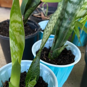 Snake Plant multi pack Sansevieria 2  4 or 6 Plants Silver Princess Gray Lady Mother In Law Tongue Bare Root Cuttings