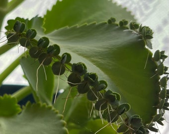 2 pack Mother of Thousands Plant 3 to 5 inch Kalanchoe Succulent