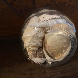 May include: A clear glass jar filled with a collection of various seashells in shades of white, cream, and tan. The bottom of the glass jar features embossed text that reads "GENUINE" and "MADE IN ITALY" around the circular base edge.