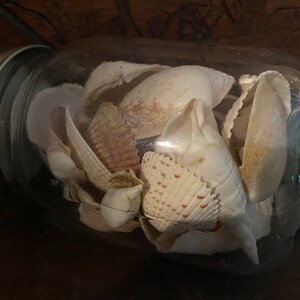 May include: A clear glass mason jar with a metallic lid filled with a collection of various white and tan seashells. The shells exhibit diverse textures, ridges, and patterns, including some with small brown spots, all contained within the jar.