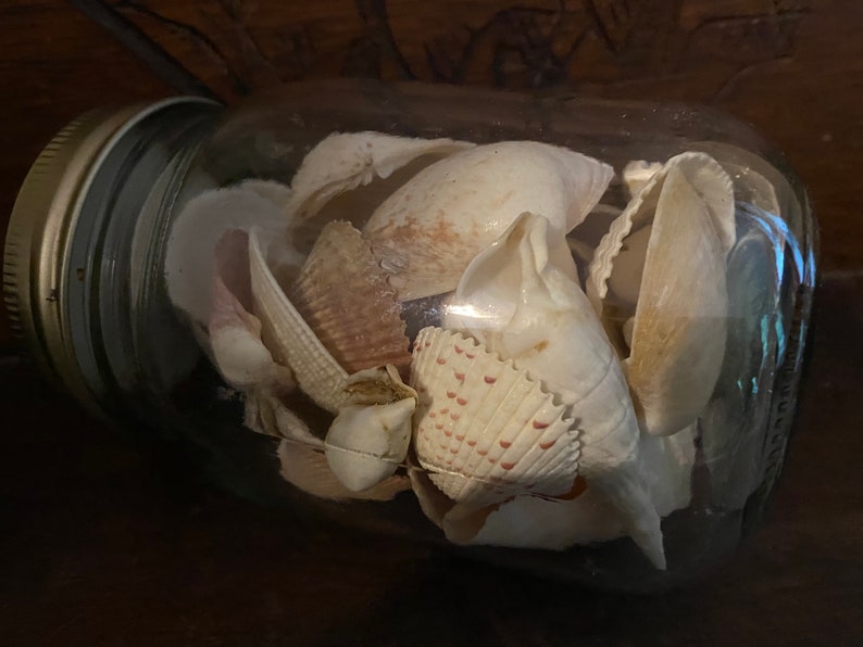 May include: A clear glass mason jar with a metallic lid filled with a collection of various white and tan seashells. The shells exhibit diverse textures, ridges, and patterns, including some with small brown spots, all contained within the jar.