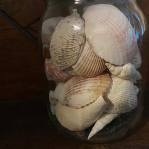 May include: A clear glass jar filled with a collection of various seashells. The shells are primarily white, cream, and light brown in color, featuring diverse textures, ridges, and spiral shapes packed together inside the transparent glass container.