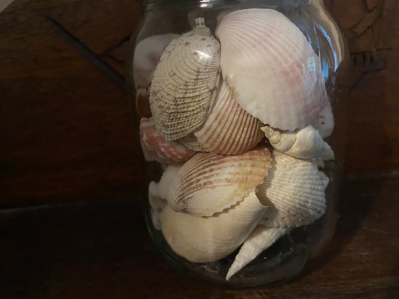 May include: A clear glass jar filled with a collection of various seashells. The shells are primarily white, cream, and light brown in color, featuring diverse textures, ridges, and spiral shapes packed together inside the transparent glass container.