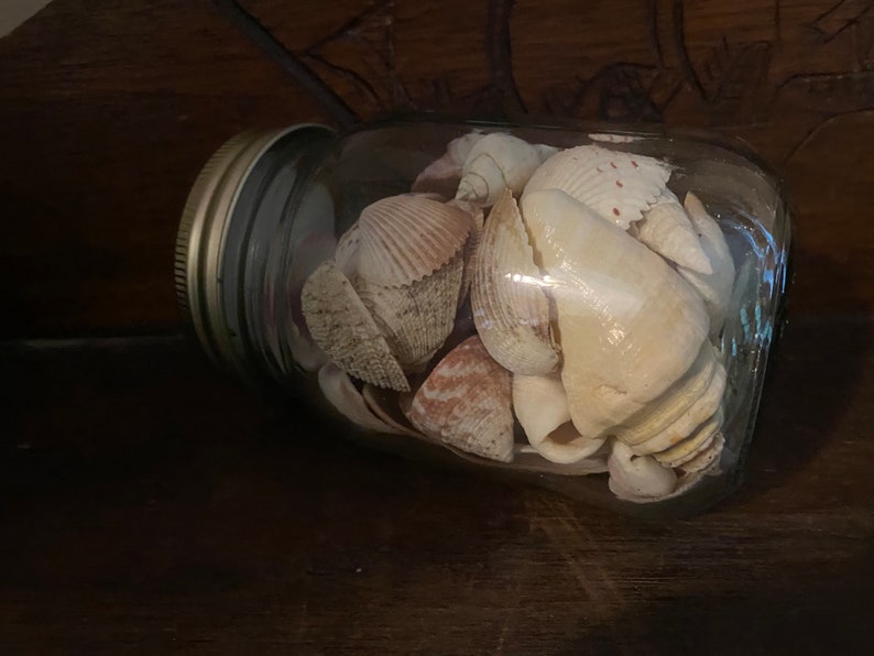 May include: A clear glass mason jar filled with a collection of various seashells in shades of cream, tan, and light brown. The jar features a metallic screw-top lid and is positioned horizontally, showcasing a variety of spiral and bivalve shells.