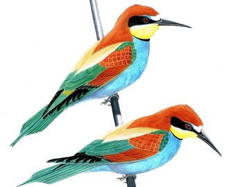 Bee-eaters. Limited Edition Fine Art Giclee print. Individually signed and numbered by the artist.