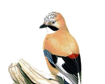 Eurasian Jay. Limited Edition Fine Art Giclee print. Individually signed and numbered by the artist.