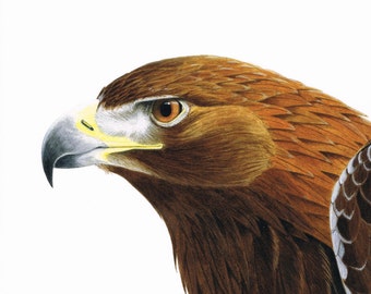 Golden Eagle. Limited Edition Fine Art Giclee print. Individually signed and numbered by the artist.