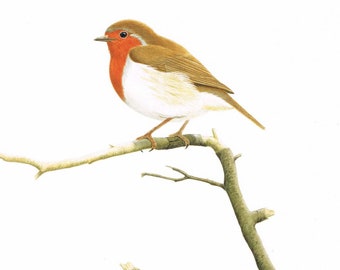 European Robin. Limited Edition Fine Art Giclee print. Individually signed and numbered by the artist.