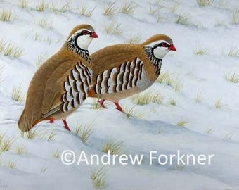 Hard Times. Limited Edition Fine Art Giclee Print of Red-legged Partridges. Individually signed and numbered by the artist.