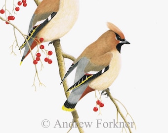 Bohemian Waxwings. Limited Edition Fine Art Giclee print. Individually signed and numbered by the artist.