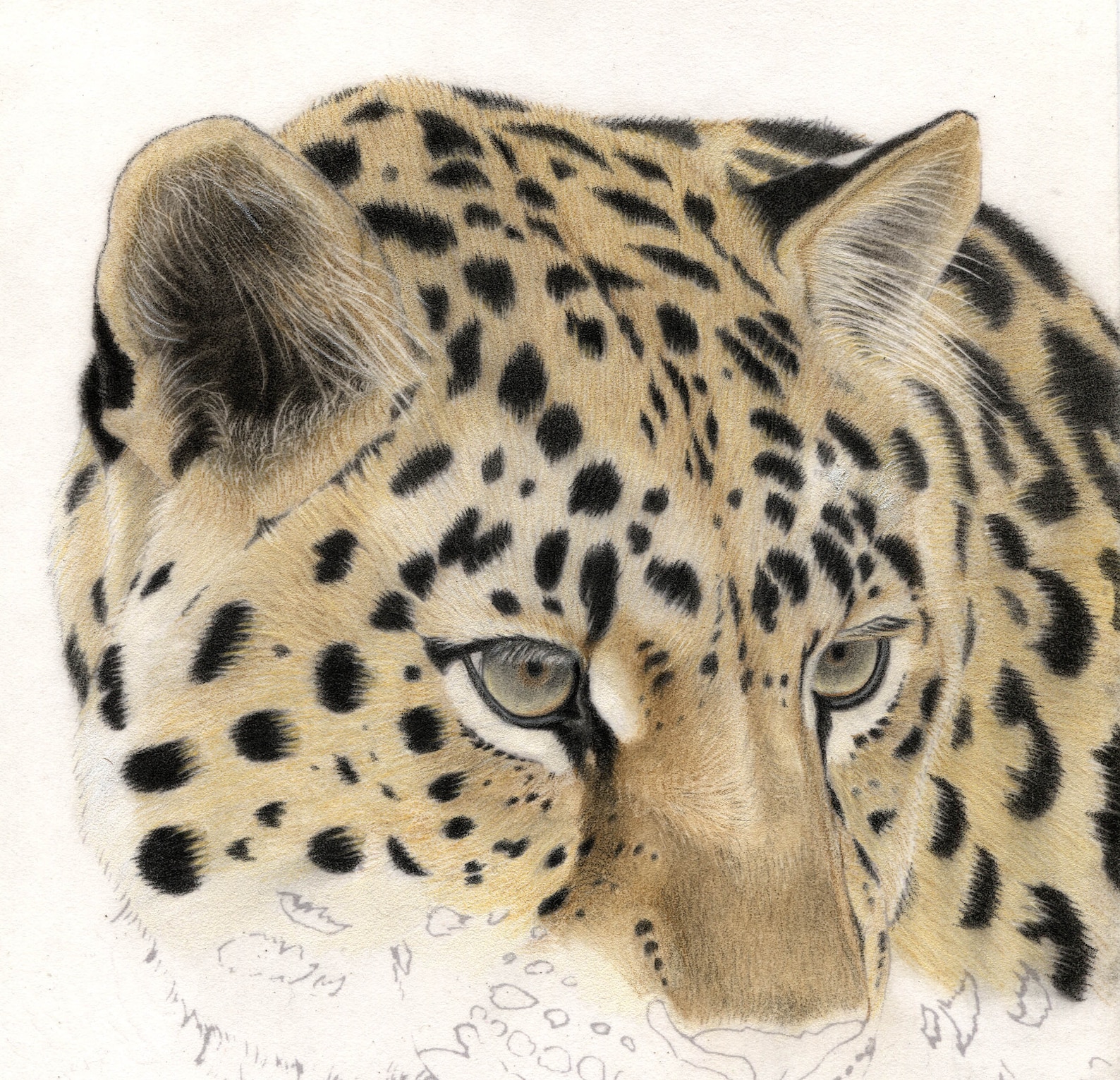 Draw a Leopard Comprehensive tutorial using coloured pencil Etsy