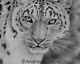 Snow Leopard. Limited Edition Fine Art Giclee Print. Individually signed and numbered by the artist.