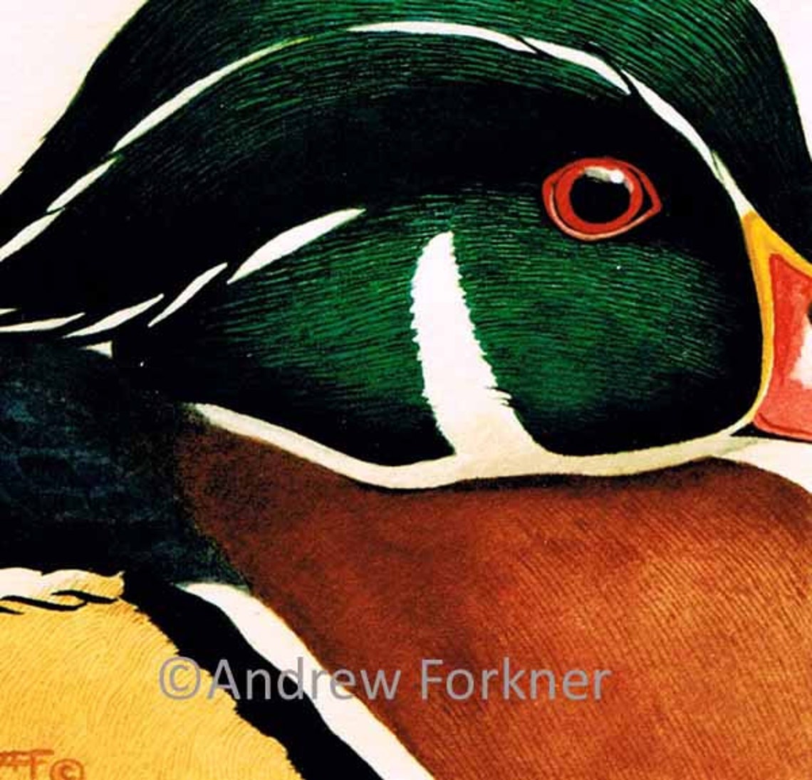 Wood Duck. Limited Edition Fine Art Giclee Print. Individually Etsy