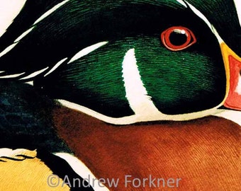 Wood Duck. Limited Edition Fine Art Giclee Print. Individually signed and numbered by the artist.