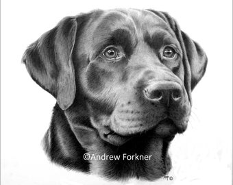 Loyalty. Limited Edition Fine Art Giclee Print of a Black Labrador. Individually signed and numbered by the artist.