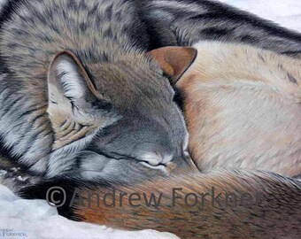 Winter Dreams - Grey Wolf. Limited Edition Fine Art Giclee Print. Individually signed and numbered by the artist.