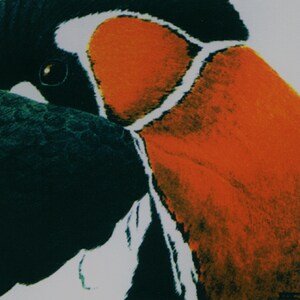 以下が含まれることがあります： 黒、白、オレンジの羽根を持つ鳥の頭のクローズアップ。鳥の目は見え、羽根は質感があります。