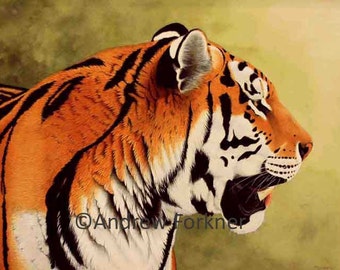Siberian. Limited Edition Fine Art Giclee Print of a Siberian Tiger. Individually signed and numbered by the artist.