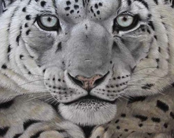 The Eyes Have It. Limited Edition Fine Art Giclee Print of a Snow Leopard. Individually signed and numbered by the artist.
