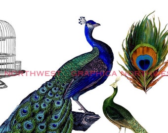 PEACOCKS Printable Crafting, Collage or Card-making Instant download high-resolution digital download