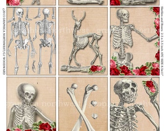 Instant download high resolution digital SKELLIES & ROSES